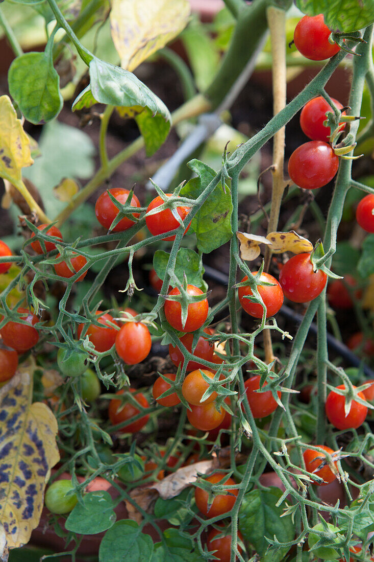 L. pimpinellifolium blackcurrant tomatoes