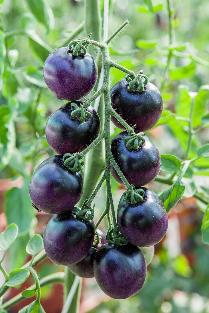 Solanum lycopersicum 'Indigo Cherry Drops'