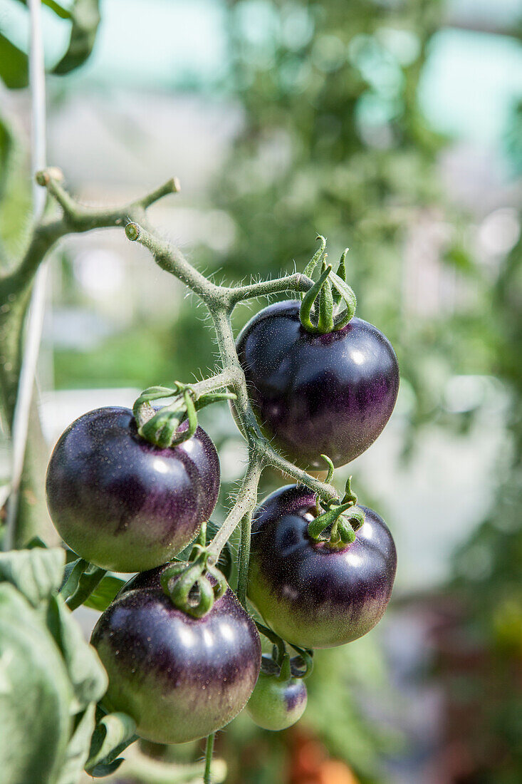 Solanum lycopersicum Artisan Blush Tiger