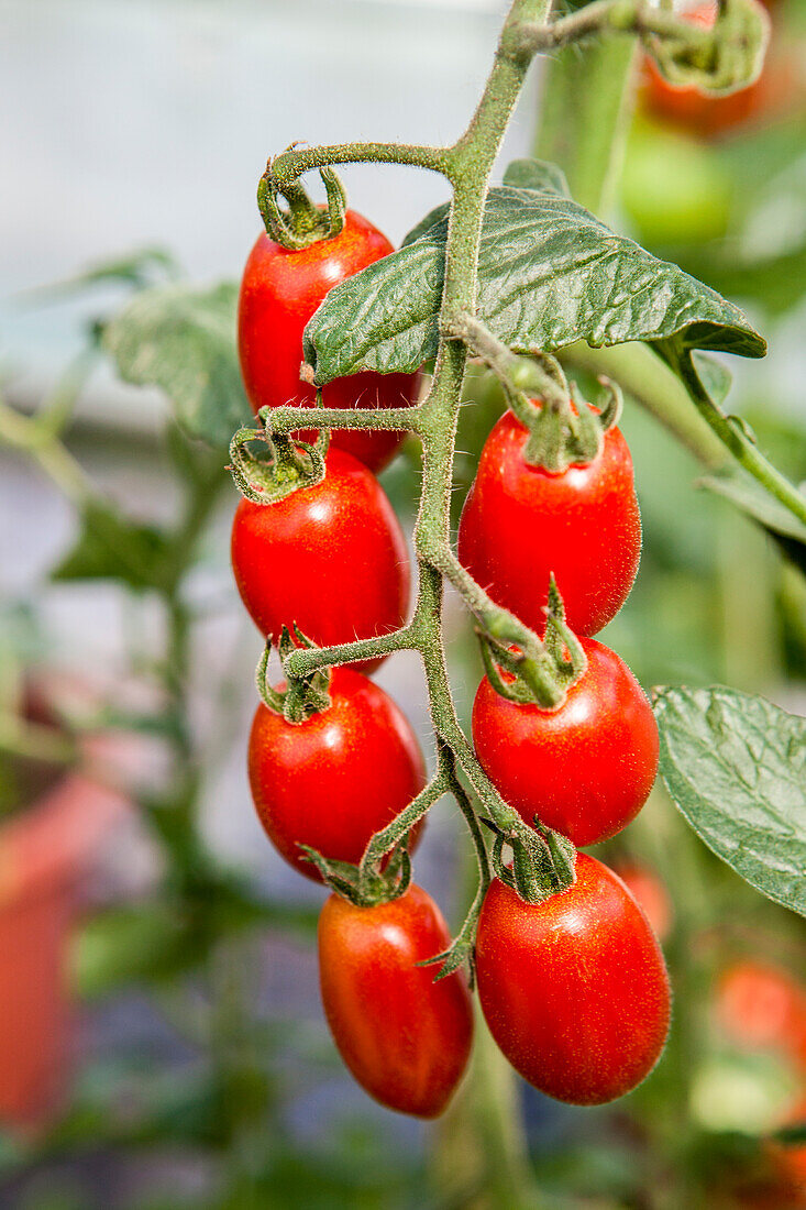 Solanum lycopersicum 'Cherry Rot'