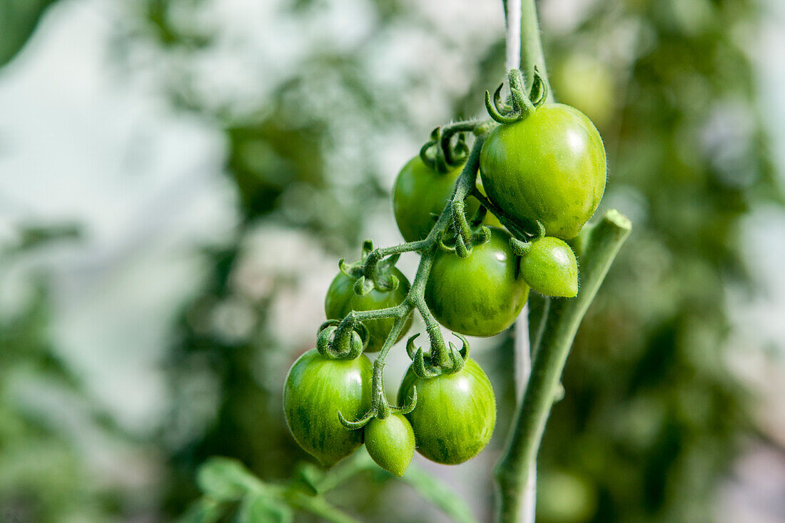 Solanum lycopersicum var. cerasiforme 'Cookie F1'