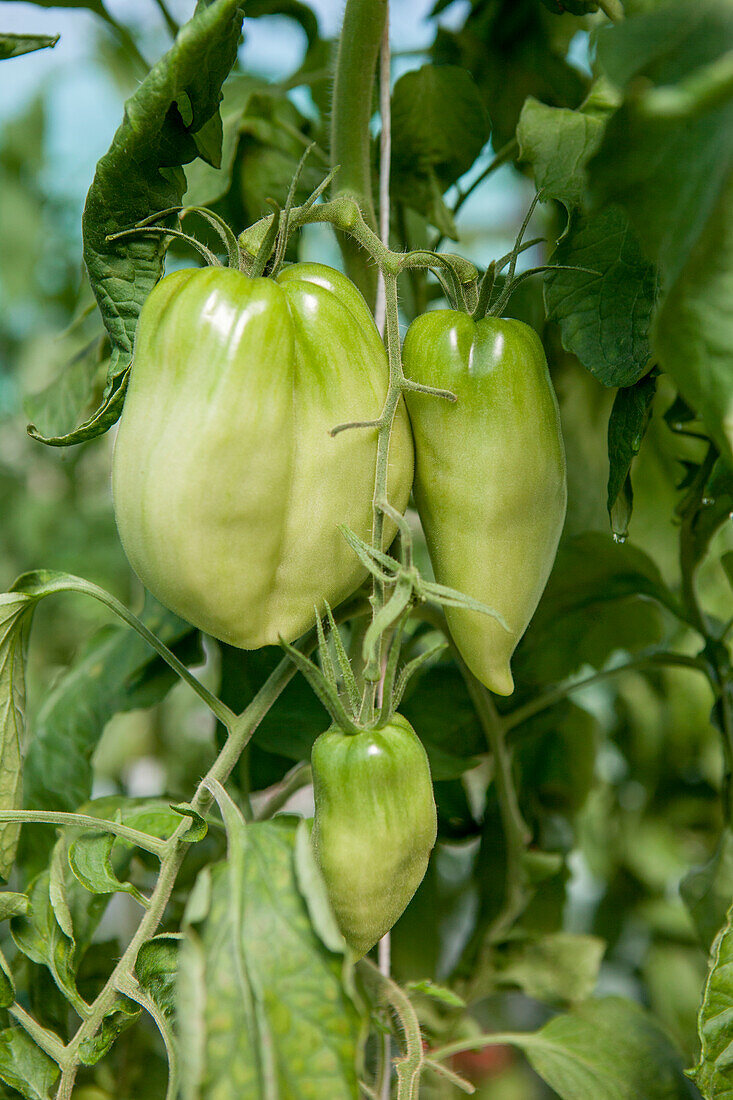 Solanum lycopersicum 'Andine Cornue'