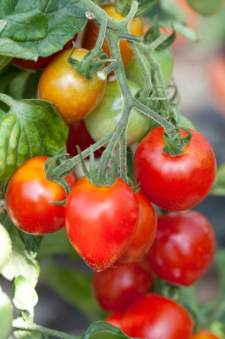 Solanum lycopersicum var. cerasiforme HeartbreakerVallery