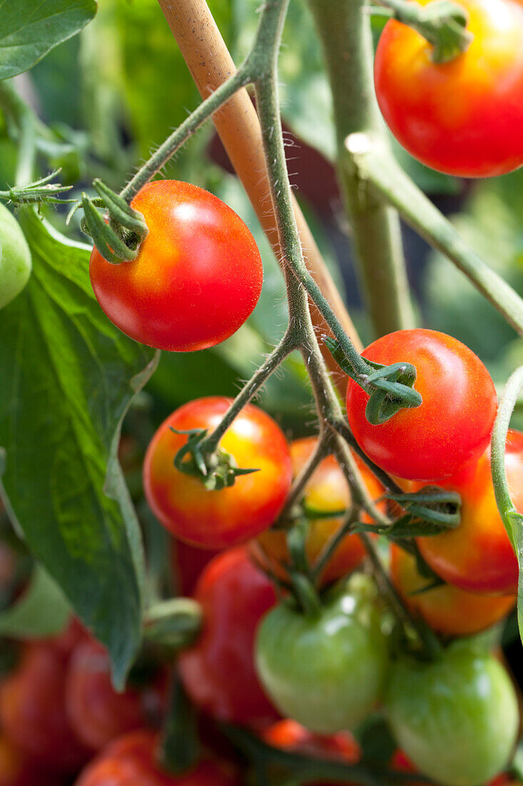 Solanum lycopersicum var. cerasiforme Heartbreaker™ Vallery 