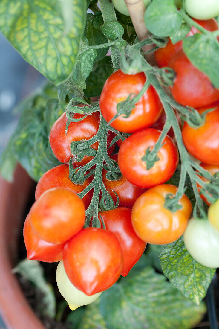 Solanum lycopersicum var. cerasiforme 'Heartbreakers Vita'