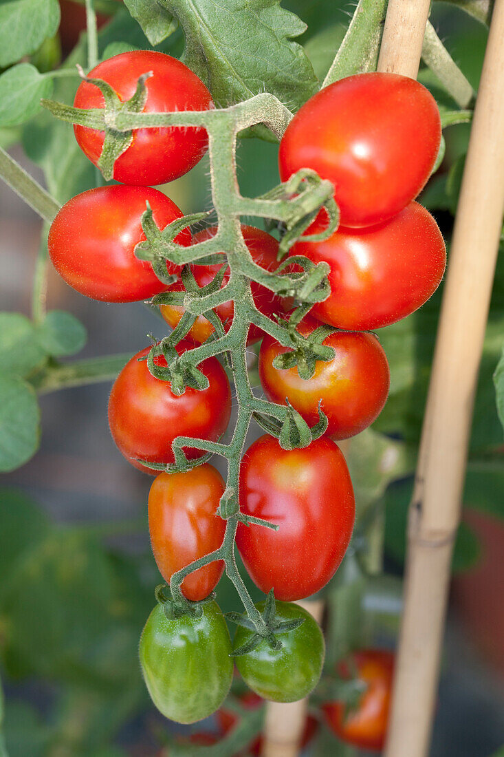 Solanum lycopersicum Monterrey