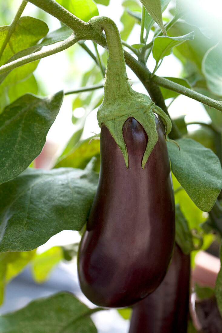 Solanum melongena Baluroi