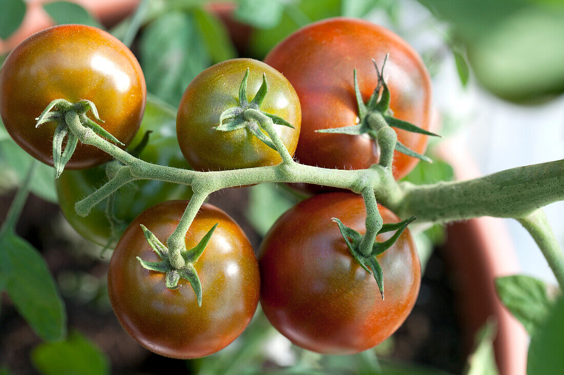 Solanum lycopersicum 'Sacher'