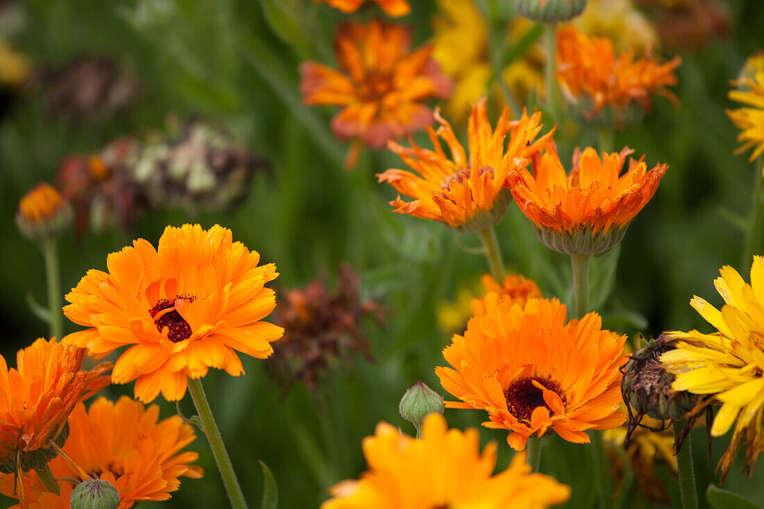 Calendula off. Marigold Ringula / Deep orange