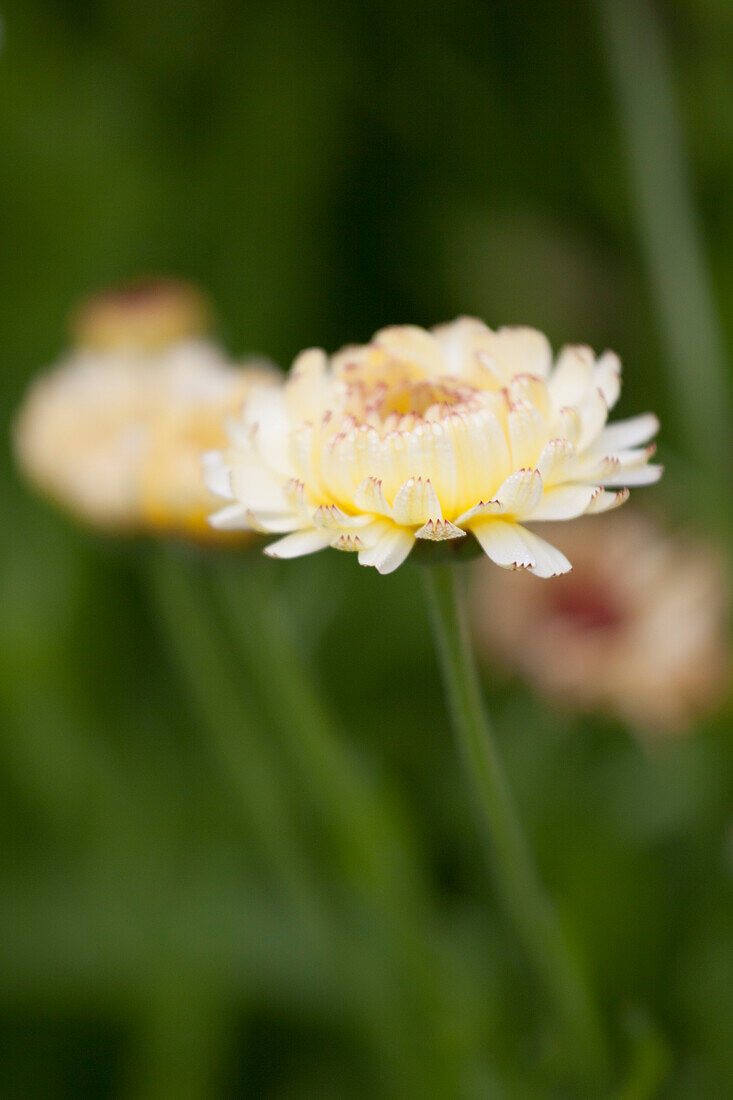 Calendula officinalis