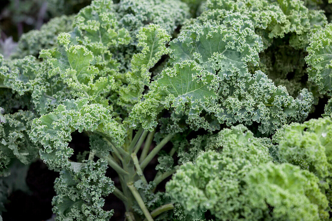 Brassica oleracea var. sabellica 'Semi Tall Green Herbaceous'