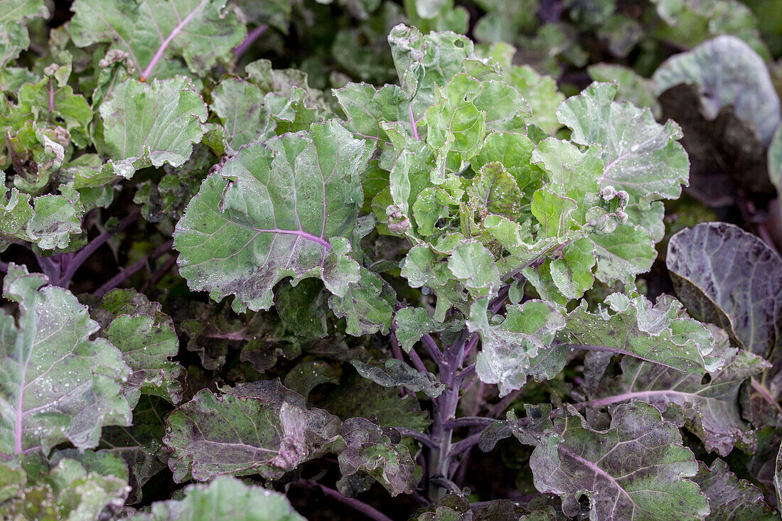 Brassica oleracea Flower-Sprout Early