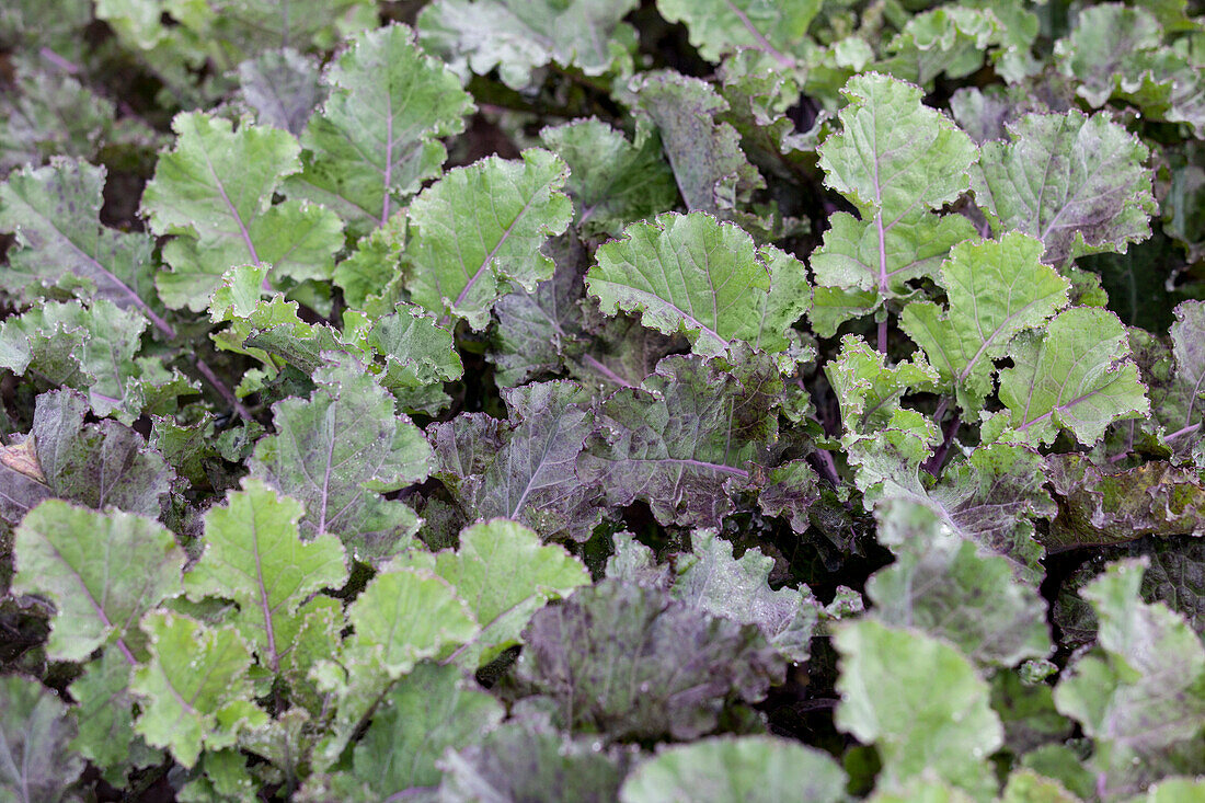 Brassica oleracea 'Flower-Sprout Mid'