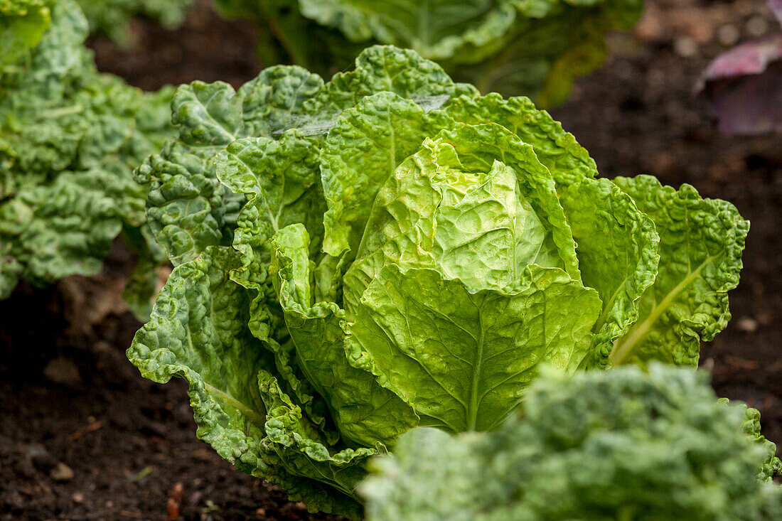 Brassica oleracea var. capitata var. sabauda 'Typ Vorbote'