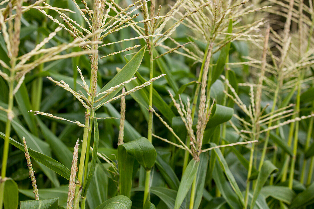 Zea mays var. saccharata 'Sunrise' F1