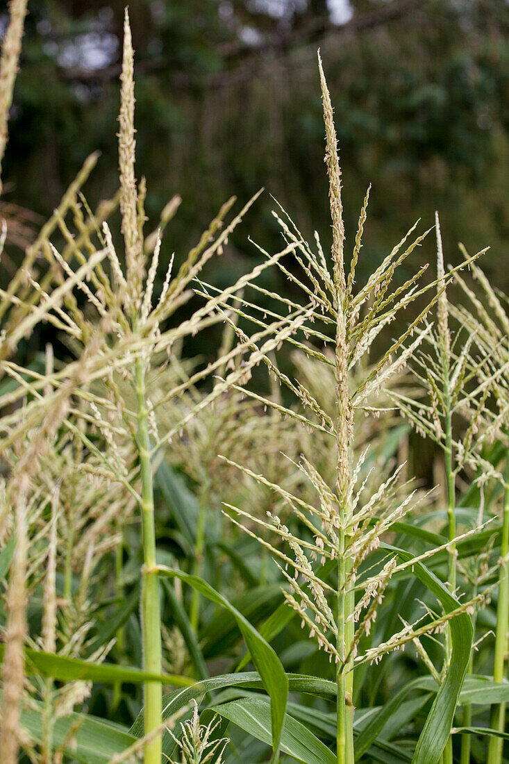 Zea mays var. saccharata 'Tasty Sweet F1' F1