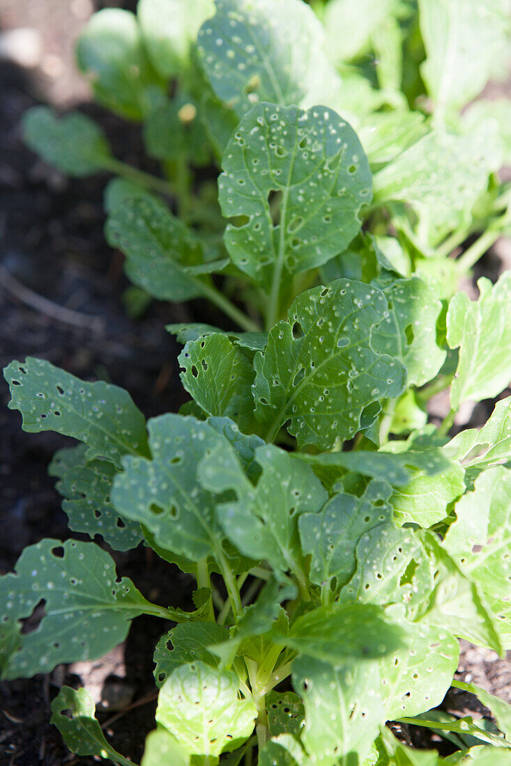 Brassica Blattstielgemüse Pak Choi