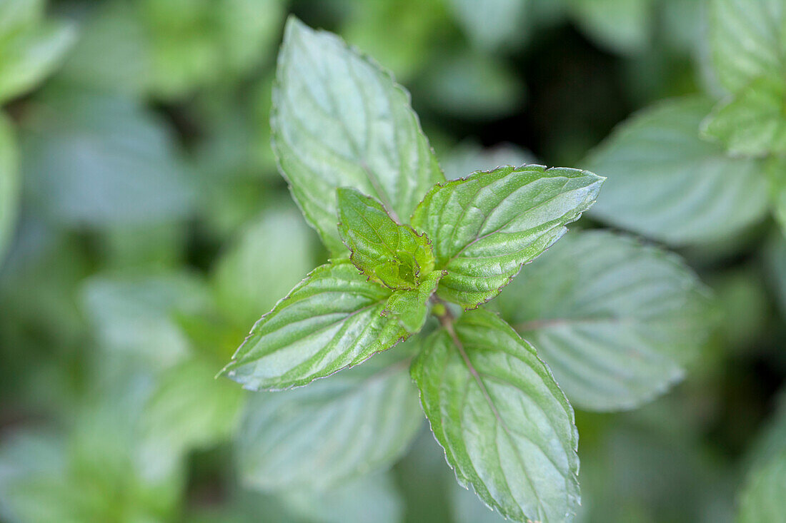 Mentha x piperita 'Chocolate'