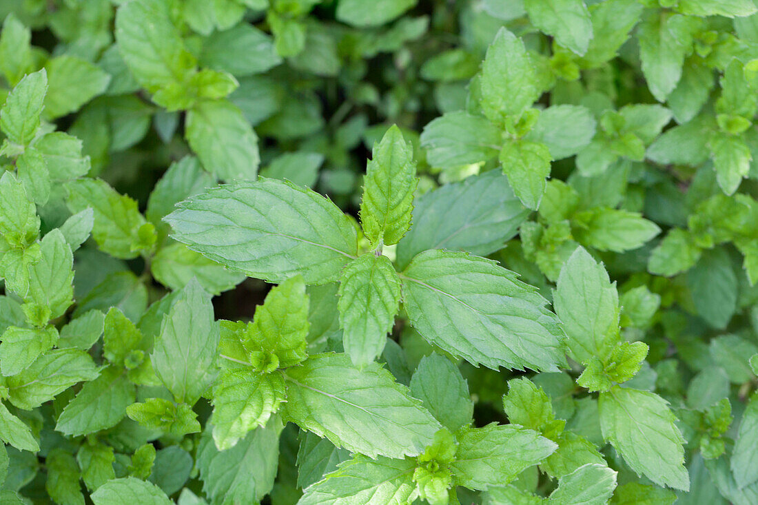 Mentha spicata 'Swiss Mint' 