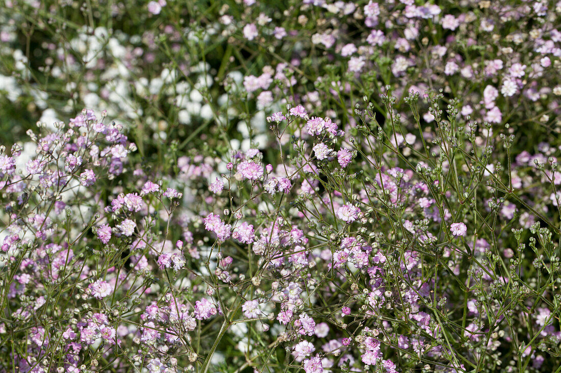 Gypsophila My Pink®