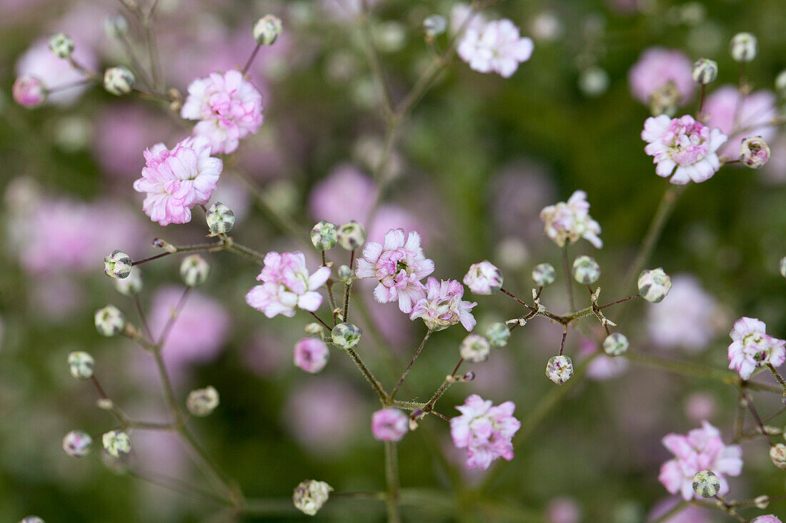 Gypsophila My Pink®