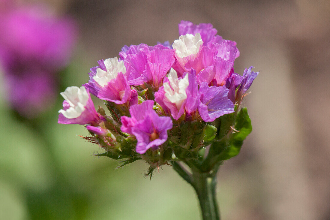 Limonium sinuatum