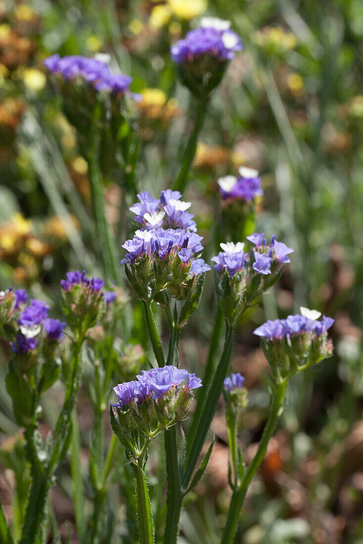 Limonium sinuatum