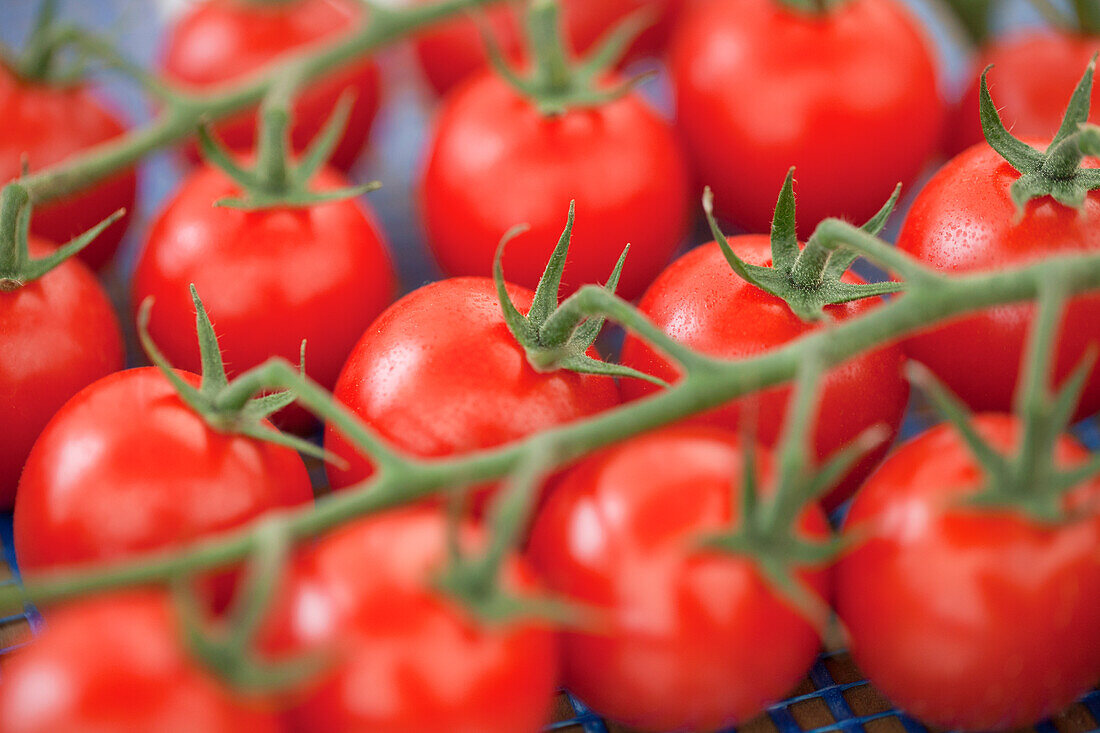 Solanum lycopersicum var. cerasiforme