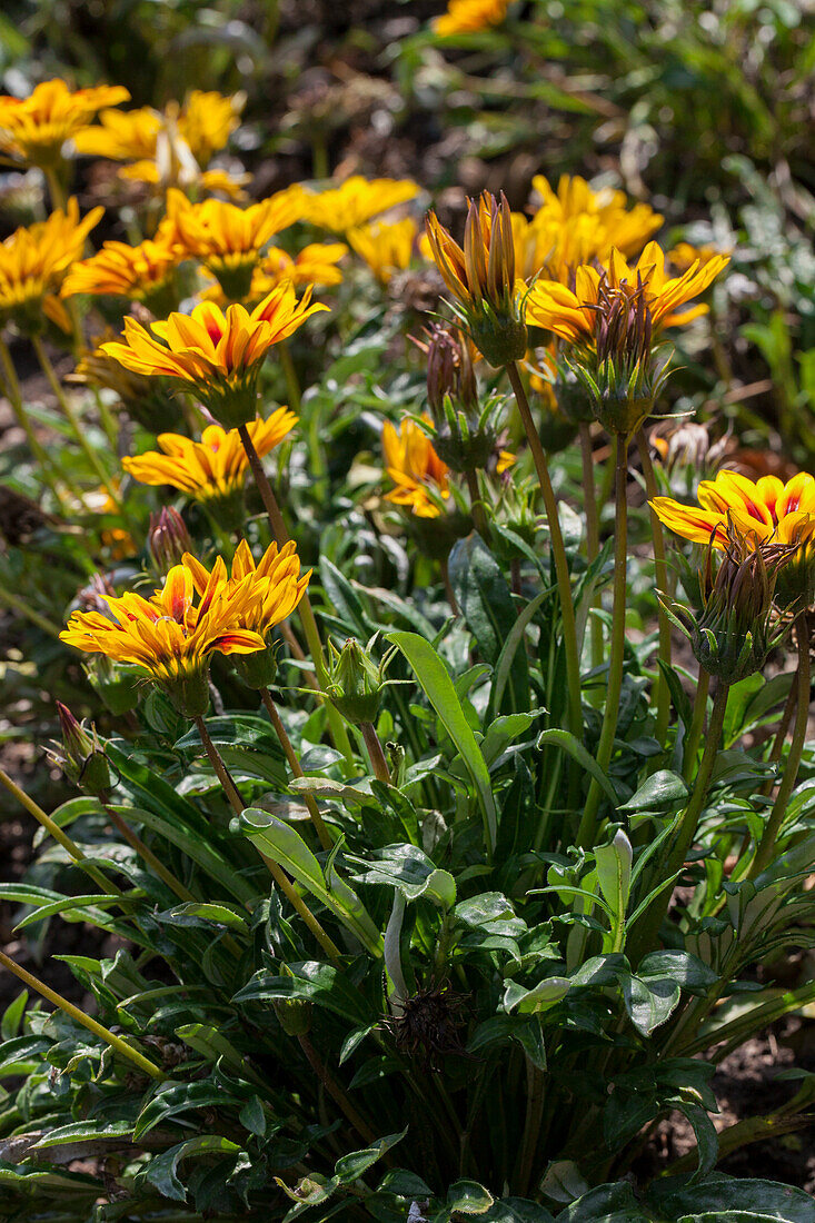 Gazania rigens New Day Red Stripe F1