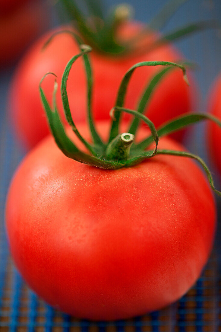 Solanum lycopersicum 'Berner Rose