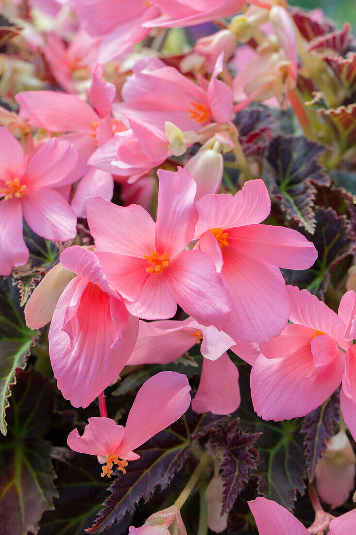 Begonia COCOA 'Enchanted Evening'