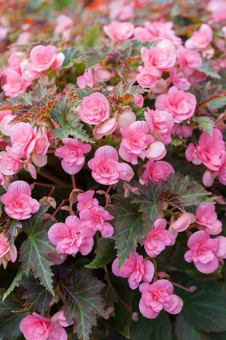 Begonia x hybrida 'Cocoa Puff Pink'