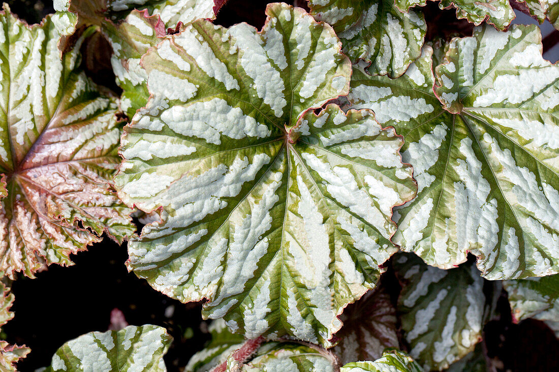 Begonia x hybrida 'Cool Breeze Glacier'