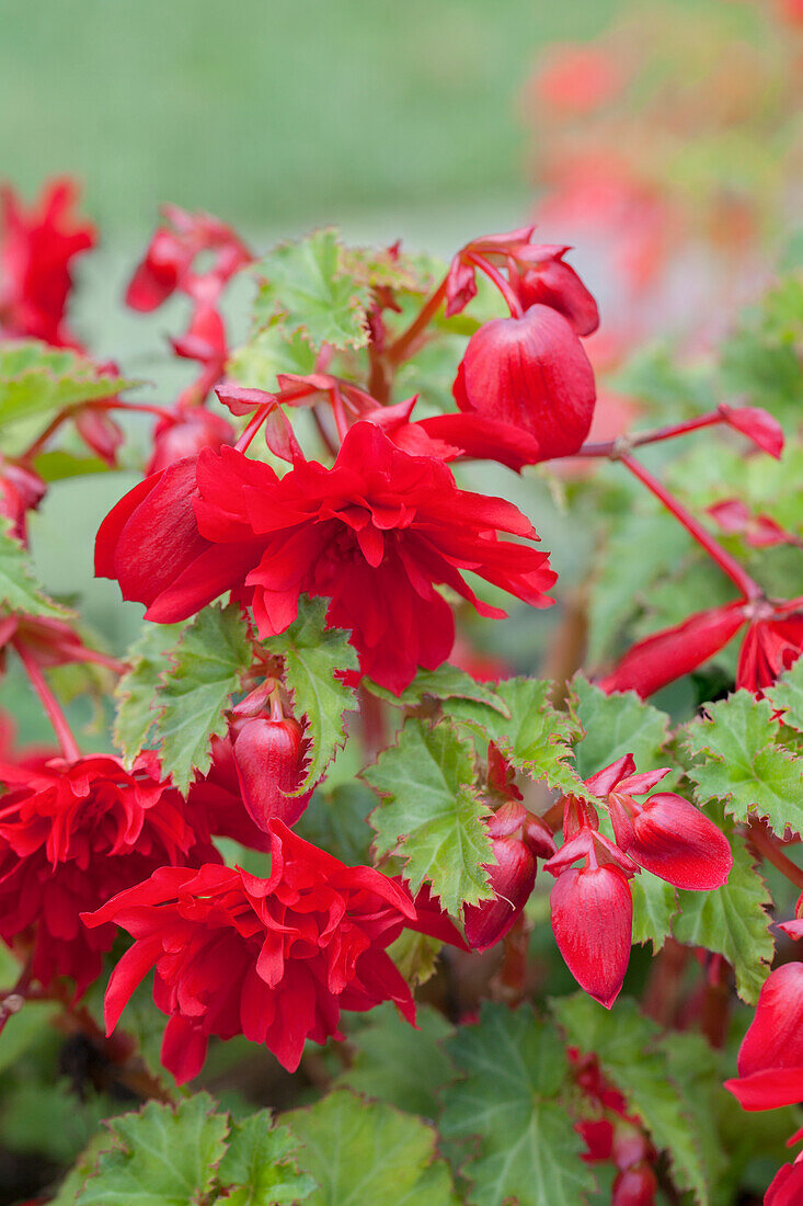 Begonia x tuberhybrida 'Illumination® Scharlach'