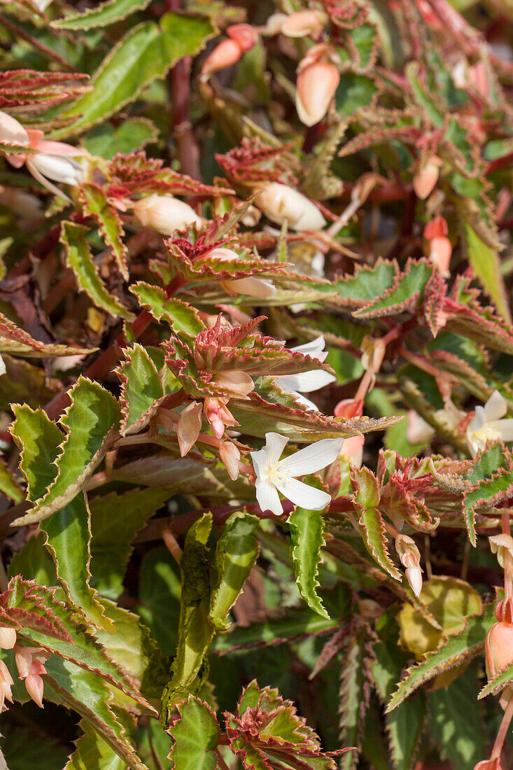 Begonia boliviensis Bossa Nova White 