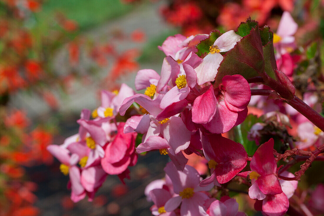 Begonia 'Baby Wing™ Pink'