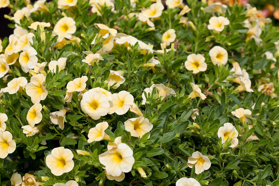 Calibrachoa 'Noa'™ Banana