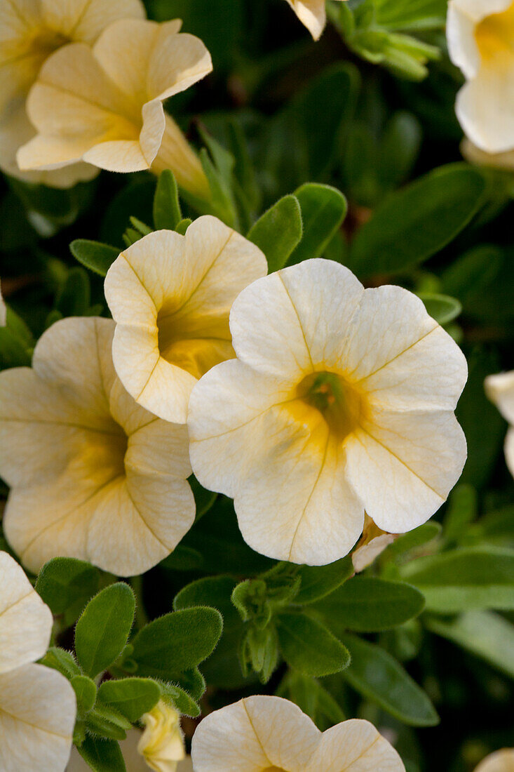 Calibrachoa 'Noa' Banana