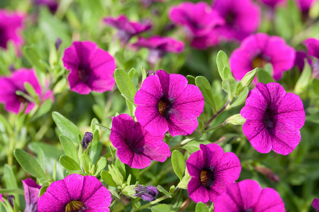 Calibrachoa 'Noa' Dark Purple