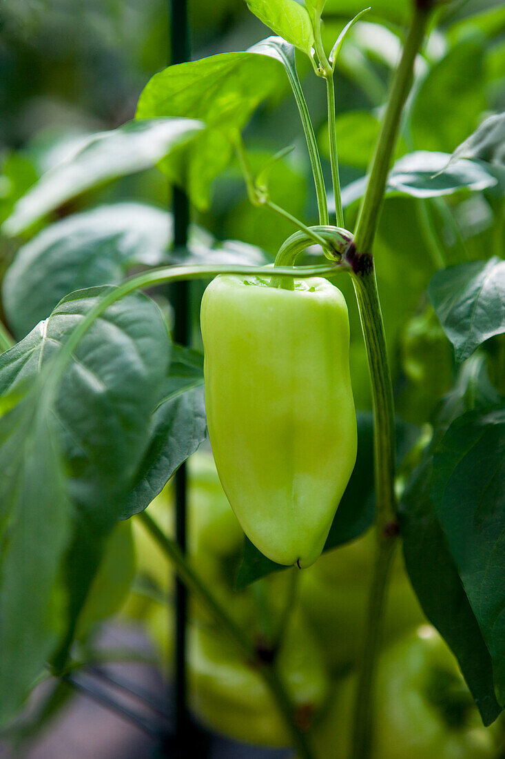 Capsicum annuum Gypsy