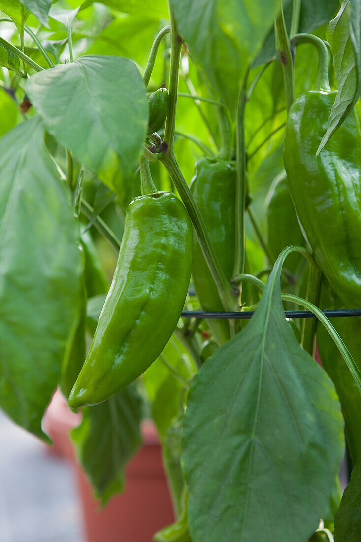 Capsicum annuum 'Palermo' F1