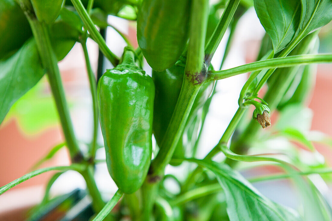 Capsicum annuum 'Hamik' F1