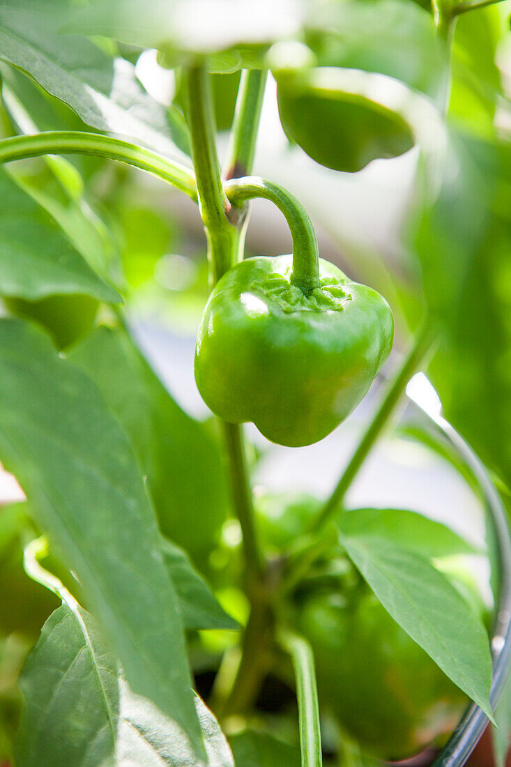 Capsicum annuum 'Sweetonia Red' F1