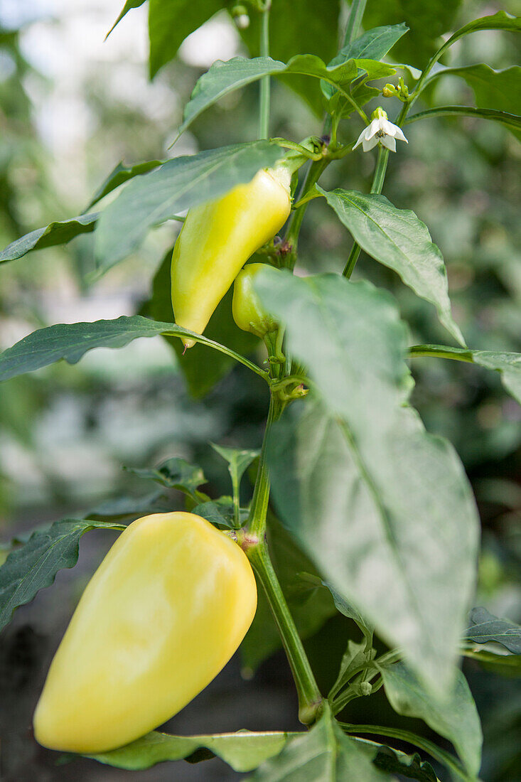 Capsicum chinense 'Babura'