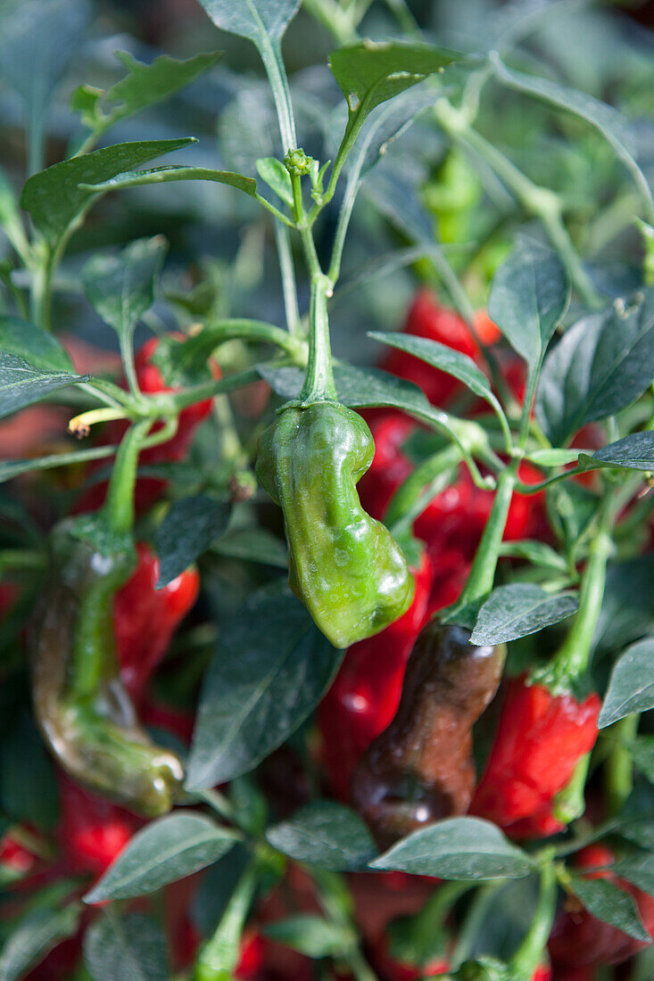 Capsicum annuum 'Shishito'