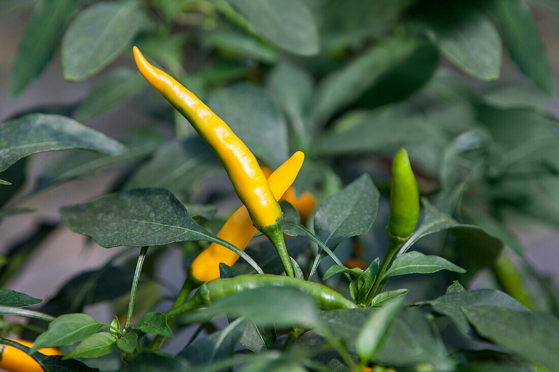 Capsicum annuumi 'Kristian Yellow