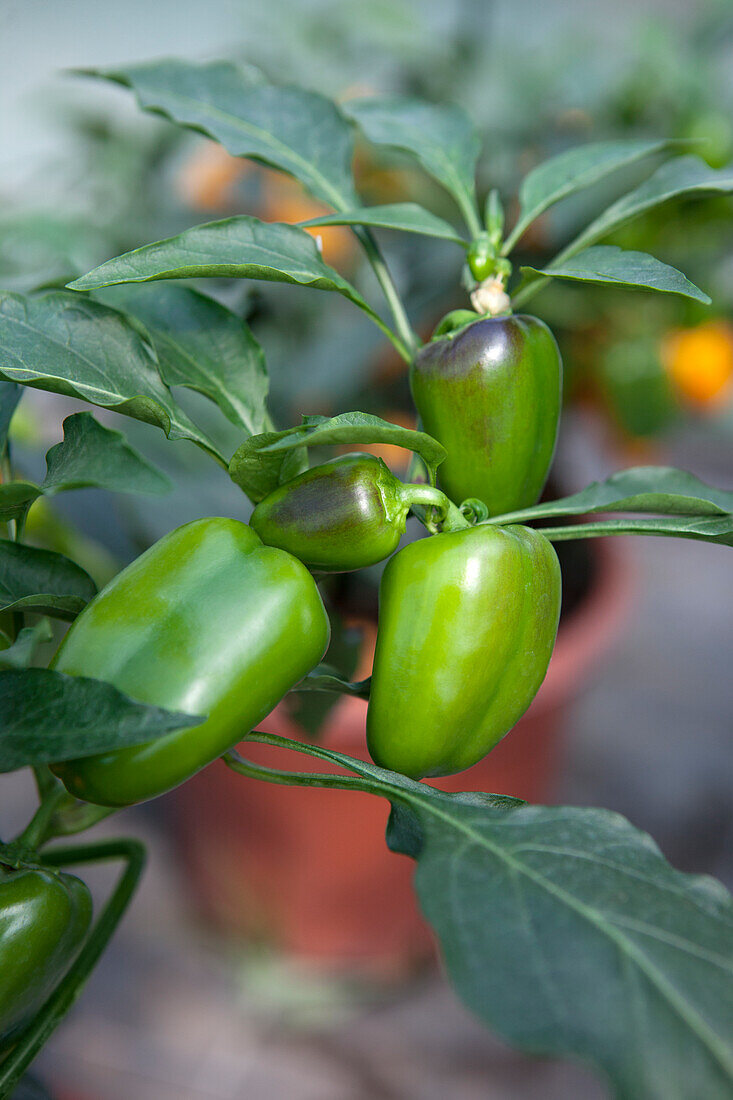 Capsicum annuum