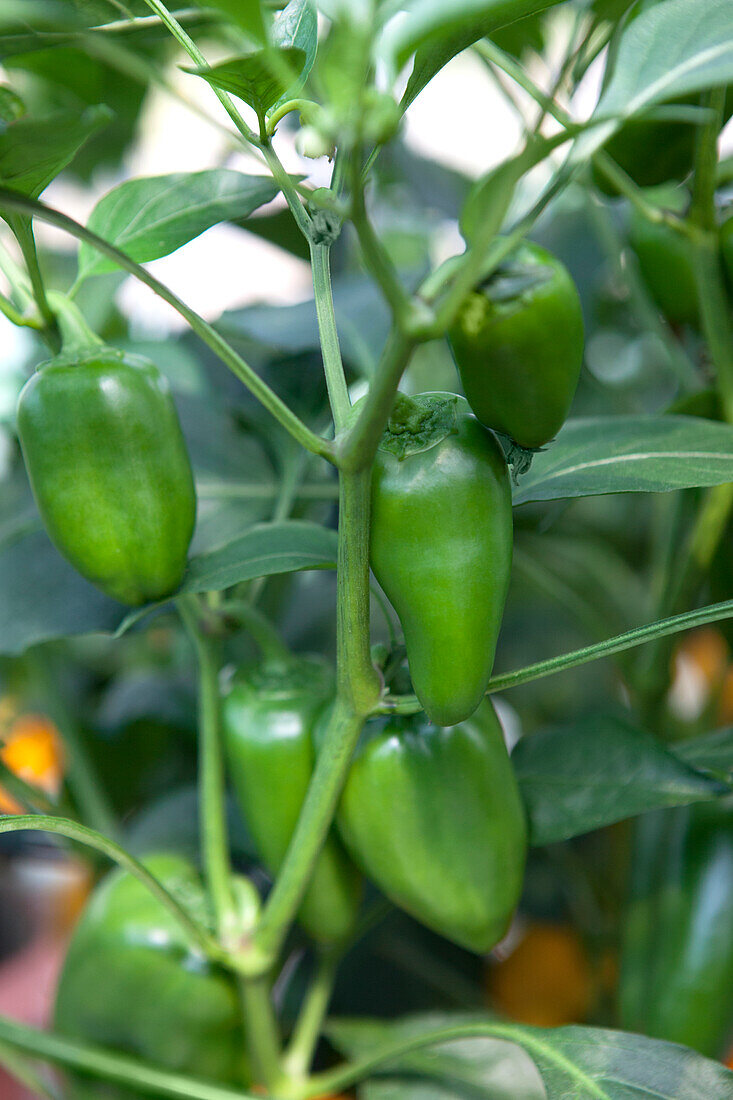 Capsicum annuum 