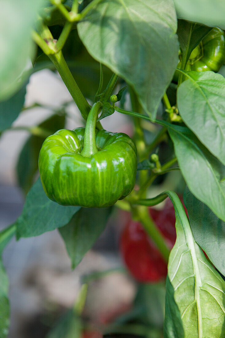 Capsicum annuum 'Ferrari'