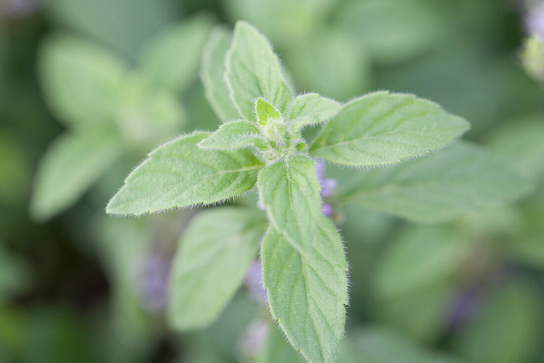 Mentha arvensis 'Banana'